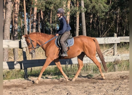 Engelskt fullblod, Valack, 7 år, 165 cm, fux