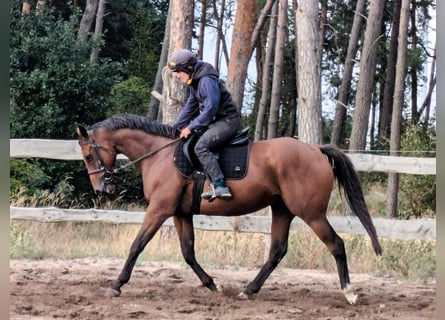 Engelskt fullblod, Valack, 8 år, 163 cm, Brun