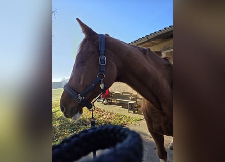 Englisches Vollblut, Hengst, 15 Jahre, 173 cm, Fuchs