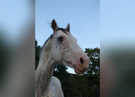 Englisches Vollblut, Hengst, 6 Jahre, 158 cm, White