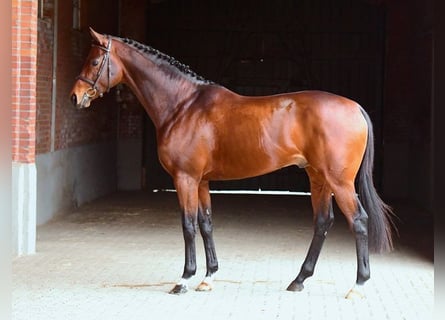 Englisches Vollblut, Hengst, 8 Jahre, 167 cm, Brauner