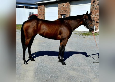 Englisches Vollblut, Stute, 11 Jahre, 152 cm, Rotbrauner