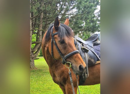 Englisches Vollblut, Stute, 12 Jahre, 163 cm, Brauner