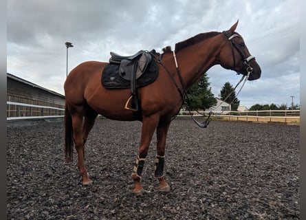 Englisches Vollblut, Stute, 13 Jahre, 165 cm, Fuchs