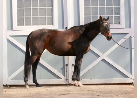 Englisches Vollblut, Stute, 14 Jahre, 163 cm, Dunkelbrauner
