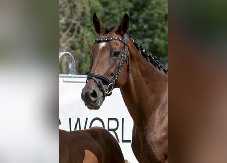 Englisches Vollblut, Stute, 15 Jahre, Brauner