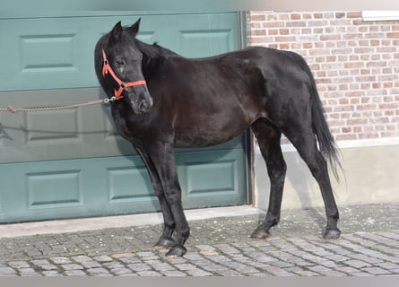 Englisches Vollblut, Stute, 18 Jahre, 165 cm, Dunkelbrauner