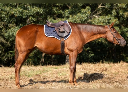 Englisches Vollblut, Stute, 3 Jahre, 163 cm, Rotfuchs