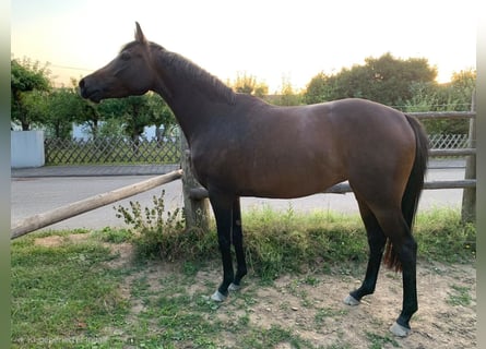 Englisches Vollblut, Stute, 3 Jahre, 166 cm, Brauner