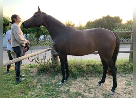 Englisches Vollblut, Stute, 3 Jahre, 166 cm, Brauner