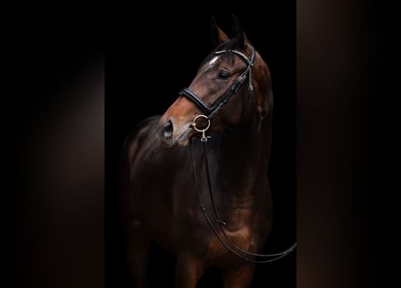 Englisches Vollblut, Stute, 3 Jahre, 167 cm, Dunkelbrauner