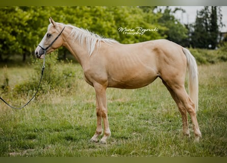 Englisches Vollblut, Stute, 4 Jahre, 156 cm, Palomino