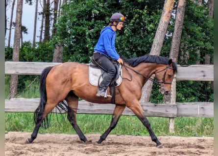 Englisches Vollblut, Stute, 4 Jahre, 162 cm, Brauner