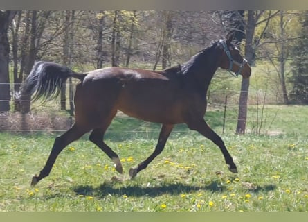 Englisches Vollblut, Stute, 4 Jahre, 165 cm, Dunkelbrauner