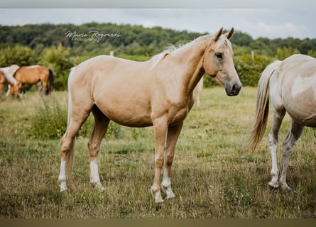 Englisches Vollblut, Stute, 5 Jahre, 151 cm, Palomino