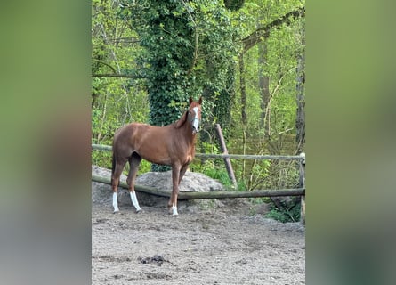 Englisches Vollblut, Stute, 5 Jahre, 160 cm, Fuchs