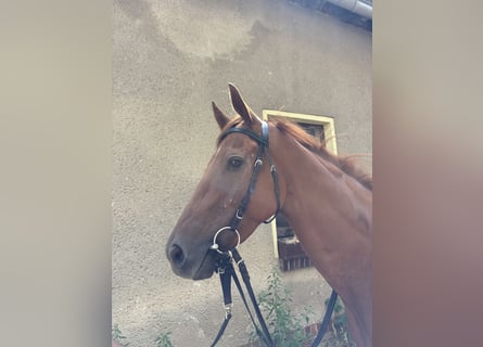 Englisches Vollblut, Stute, 5 Jahre, 161 cm, Fuchs
