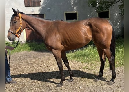 Englisches Vollblut, Stute, 5 Jahre, 167 cm, Brauner