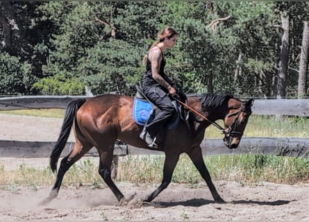 Englisches Vollblut, Stute, 6 Jahre, 160 cm, Brauner