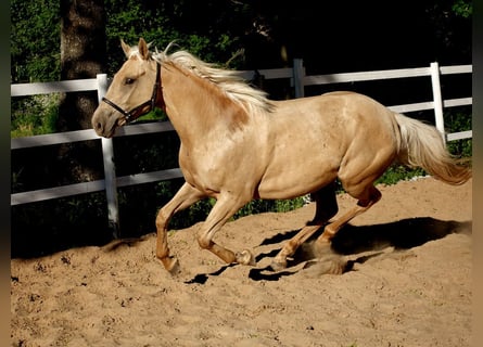 Englisches Vollblut, Stute, 6 Jahre, 160 cm