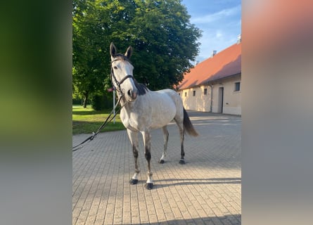 Englisches Vollblut, Stute, 6 Jahre, 163 cm, Fliegenschimmel