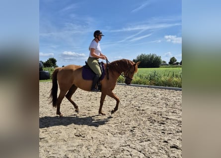 Englisches Vollblut Mix, Stute, 6 Jahre, 165 cm, Fuchs