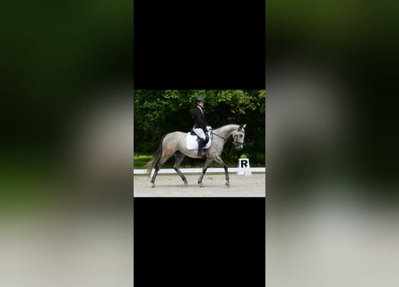 Englisches Vollblut, Stute, 6 Jahre, 168 cm, Schimmel
