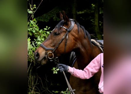 Englisches Vollblut, Stute, 8 Jahre, 161 cm, Brauner