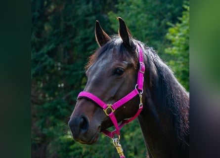 Englisches Vollblut, Stute, 8 Jahre, 161 cm, Schwarzbrauner