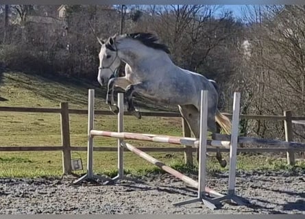 Englisches Vollblut, Stute, 9 Jahre, 160 cm, Schimmel