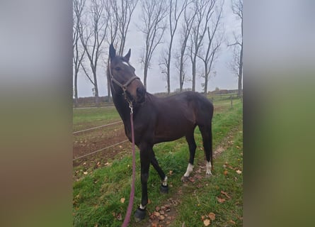 Englisches Vollblut, Stute, 9 Jahre, 173 cm, Dunkelbrauner