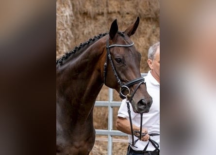 Englisches Vollblut, Stute, 9 Jahre, Dunkelbrauner