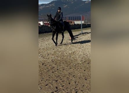 Englisches Vollblut, Wallach, 12 Jahre, 164 cm, Rappe