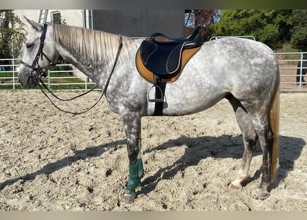 Englisches Vollblut, Wallach, 12 Jahre, 165 cm, Schimmel