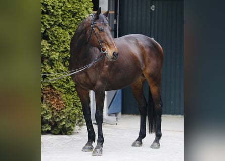 Englisches Vollblut, Wallach, 15 Jahre, 163 cm, Brauner