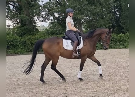 Englisches Vollblut, Wallach, 15 Jahre, 170 cm, Dunkelbrauner