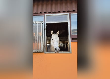 Englisches Vollblut, Wallach, 17 Jahre, 165 cm, Schimmel