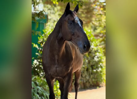 Englisches Vollblut, Wallach, 20 Jahre, 173 cm, Rappe