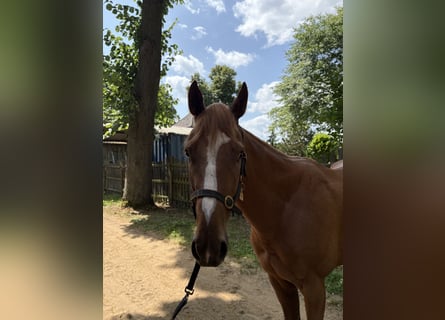 Englisches Vollblut, Wallach, 3 Jahre, 160 cm, Fuchs