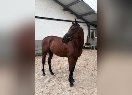 Englisches Vollblut, Wallach, 4 Jahre, 160 cm, Dunkelbrauner
