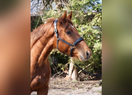 Englisches Vollblut, Wallach, 4 Jahre, 160 cm, Fuchs