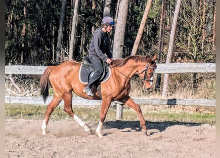 Englisches Vollblut, Wallach, 6 Jahre, 164 cm, Fuchs