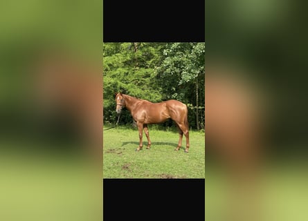 Englisches Vollblut, Wallach, 6 Jahre, 166 cm, Fuchs