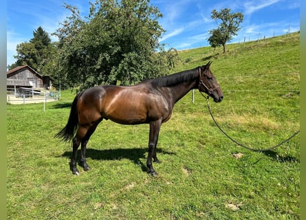 Englisches Vollblut, Wallach, 6 Jahre, 167 cm, Dunkelbrauner