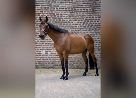 Englisches Vollblut, Wallach, 7 Jahre, 152 cm, Brauner