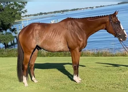 Englisches Vollblut, Wallach, 8 Jahre, 152 cm, Roan-Bay