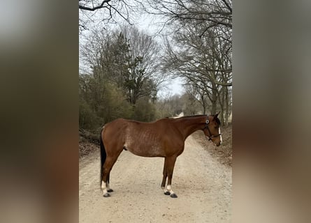 Englisches Vollblut, Wallach, 8 Jahre, 152 cm, Rotbrauner