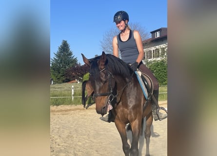 Englisches Vollblut, Wallach, 8 Jahre, 162 cm, Schwarzbrauner