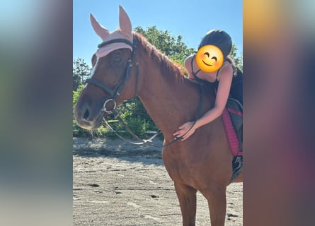 Englisches Vollblut, Wallach, 8 Jahre, 171 cm, Fuchs