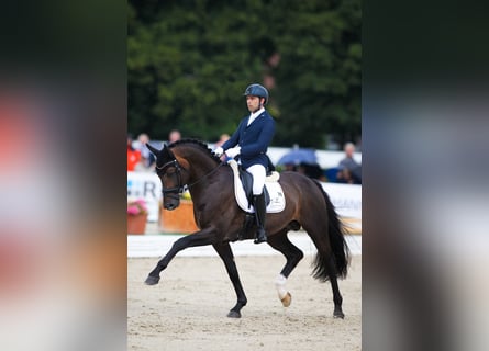 Rheinländer, Stallone, 11 Anni, 169 cm, Baio scuro